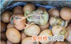 小鸡温度多少合适,小鸡苗温度多少适合养