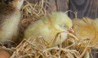 小鸡温度多少合适,小鸡苗温度多少适合养
