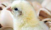 小鸡温度多少合适,小鸡苗温度多少适合养