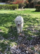 胖熊是什么意思网络用语