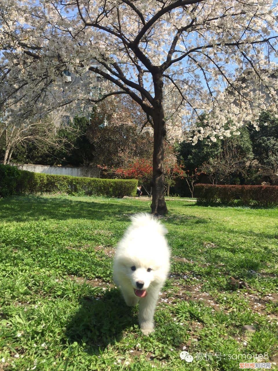 胖熊是什么意思网络用语