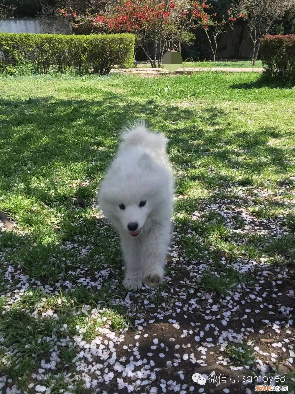 胖熊是什么意思网络用语