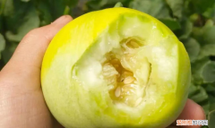 甜瓜软了还能吃吗，哈密瓜瓤软了很多水还能吃