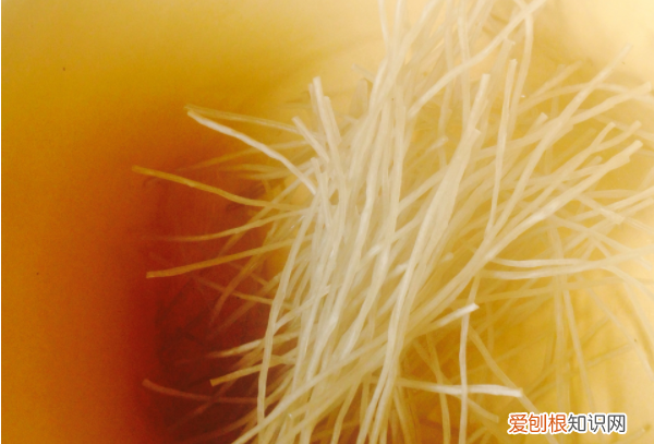 洋葱炒粉丝的做法，洋葱鸡蛋粉条怎么炒好吃又简单