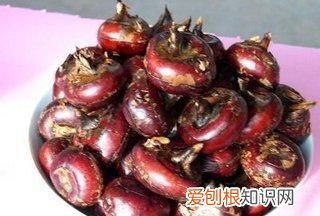 荷兰猪吃荸荠，荸荠含糖量高吗