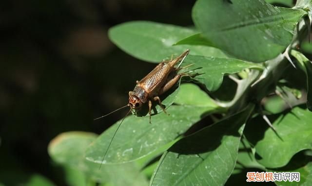 蟋蟀吃什么