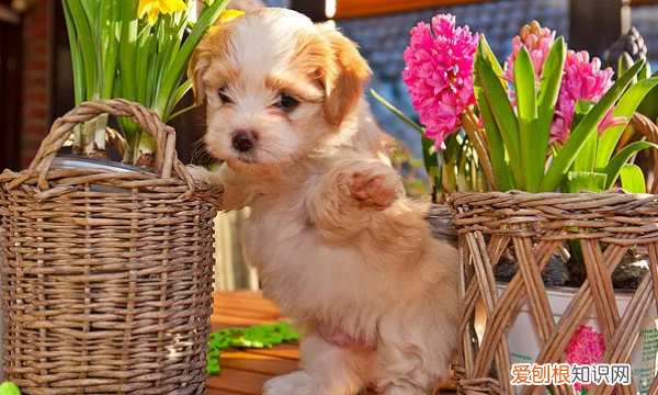 晒狗狗怎么发朋友圈