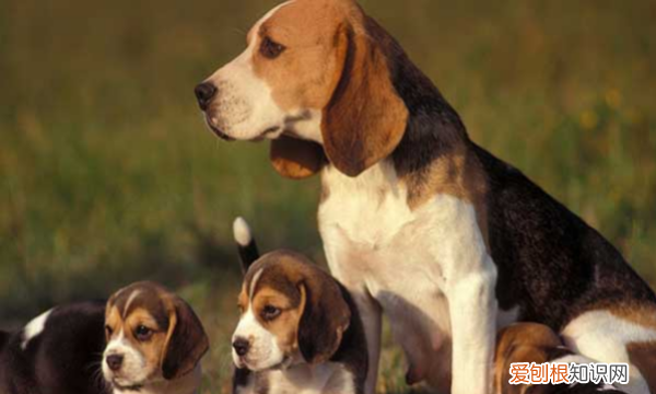 晒狗狗怎么发朋友圈