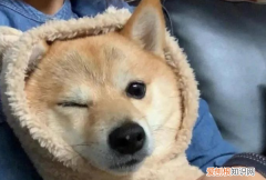 晒狗狗怎么发朋友圈