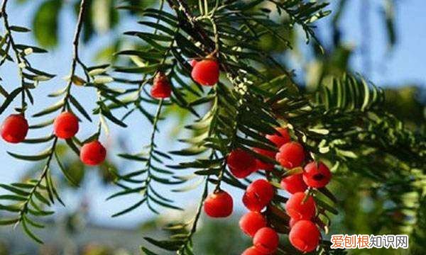 红豆杉的寓意和象征,门前种红豆杉寓意什么