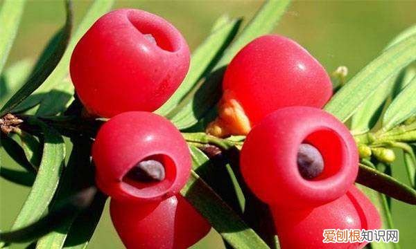 红豆杉的寓意和象征,门前种红豆杉寓意什么