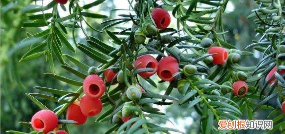 红豆杉的寓意和象征,门前种红豆杉寓意什么