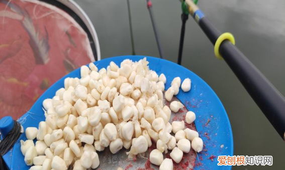 玉米适合什么季节钓鱼，东北几月份可以用玉米钓鱼