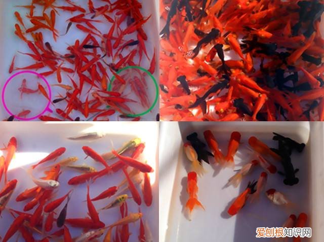 水宜生弱碱水杯是真的有用吗啊