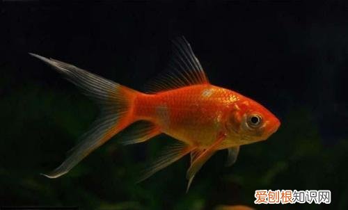 水宜生弱碱水杯是真的有用吗啊