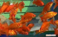 水宜生弱碱水杯是真的有用吗啊