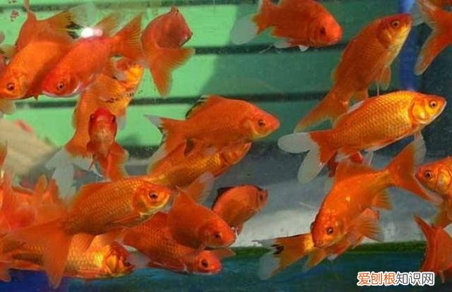 水宜生弱碱水杯是真的有用吗啊