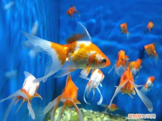 水宜生弱碱水杯是真的有用吗啊