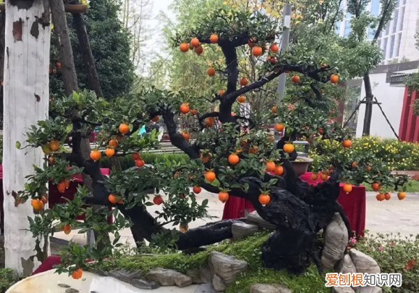 瓶兰花和金弹子是一种，金弹子扦插时间和方法