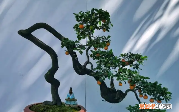 瓶兰花和金弹子是一种，金弹子扦插时间和方法