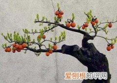 瓶兰花和金弹子是一种，金弹子扦插时间和方法