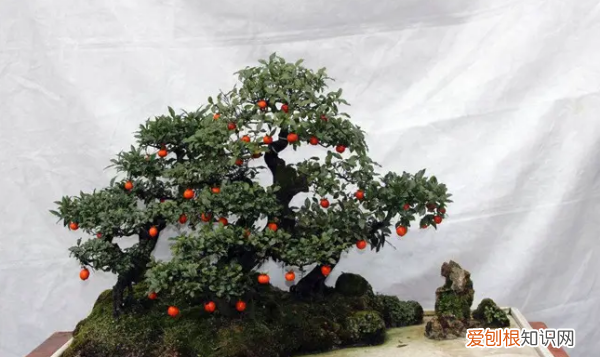 瓶兰花和金弹子是一种，金弹子扦插时间和方法