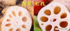 藕七孔和九孔的区别，13孔藕和11孔藕的区别