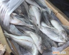 鱼冷冻后还有营养吗，冰冻鱼解冻后肉质松散还能吃