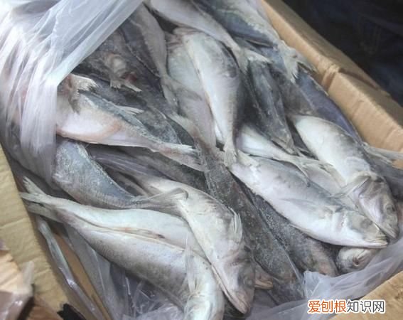 鱼冷冻后还有营养吗,冰冻鱼解冻后肉质松散还能吃