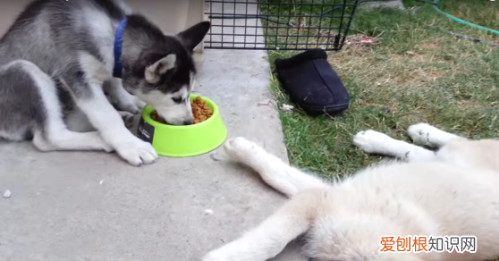 二哈吃什么,新人助哈士奇吃撑了怎么办