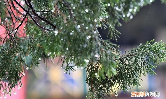 遏必隆和雍正的关系,康熙王朝遏必隆是谁的后代