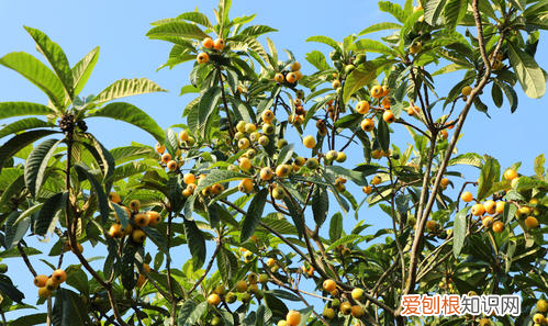 枇杷树几年结果，枇杷树苗几年能结果?