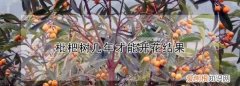 枇杷树几年结果，枇杷树苗几年能结果?