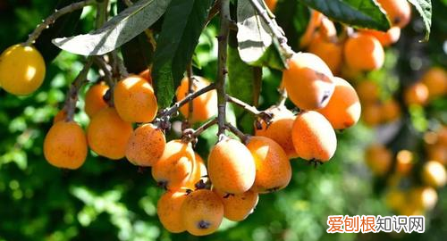 枇杷树几年结果，枇杷树苗几年能结果?