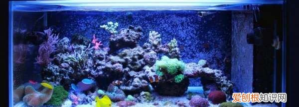 滤材可以直接放鱼缸，滤材放鱼缸底部可以吗