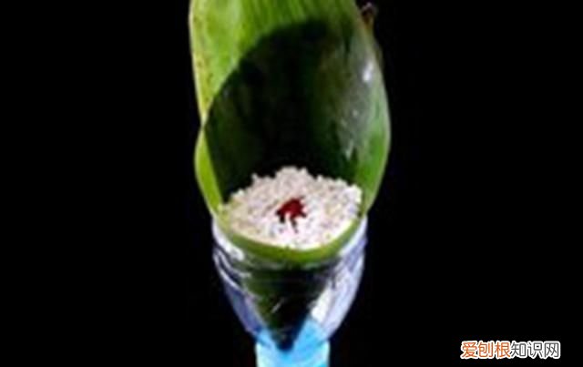 包粽子不漏米不开裂的方法,包粽子有技巧这样做粽子又香又糯