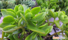 玉树根系发达，玉树用什么肥料长得最快