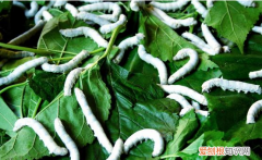 蚕几天退一次皮，蚕多久脱一次皮