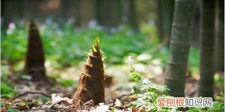 竹笋可以生吃吗，竹笋几天可以吃