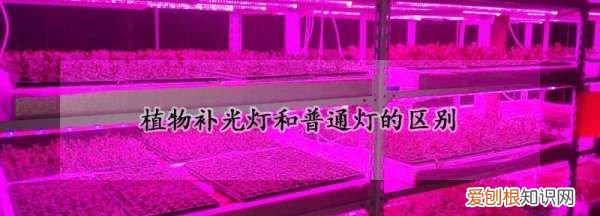 多肉补光灯和普通灯有什么区别，植物补光灯和普通灯的区别图片