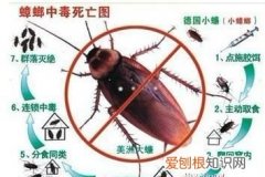 如何消灭蟑螂