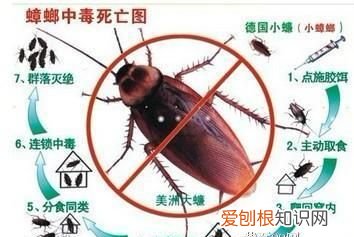 如何消灭蟑螂