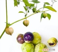 毛酸浆怎么吃，东北特产酸浆茎叶怎么吃