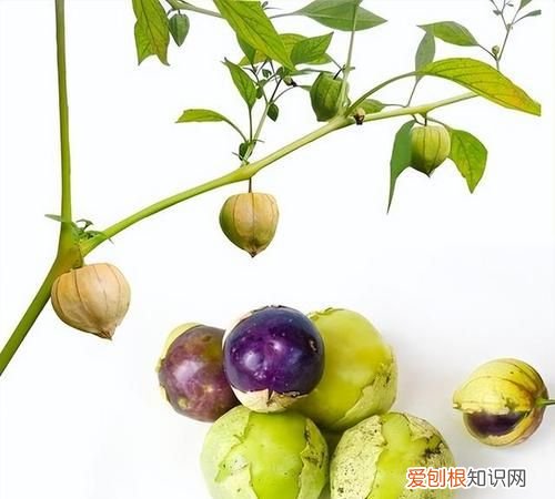 毛酸浆怎么吃，东北特产酸浆茎叶怎么吃