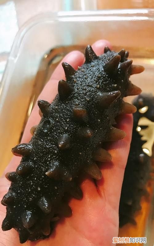 怎样发海参，清水发海参的方法