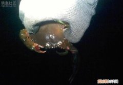 螃蟹里黑色的是屎吗，螃蟹里面黑色的东西是什么是坏了