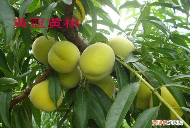 黄桃早熟品种有哪些,黄毛桃早熟品种有哪些