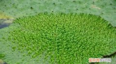 鸡头米长在哪里，鸡头米长在泥里还是叶上