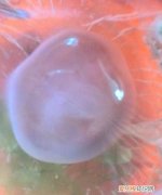 水母能吃吗，越前水母能吃