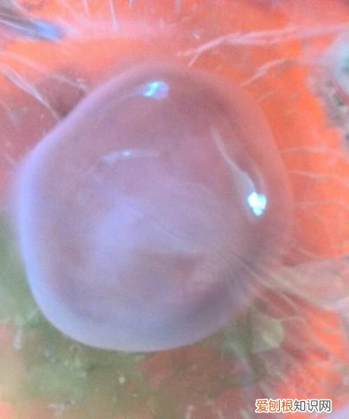 水母能吃吗，越前水母能吃